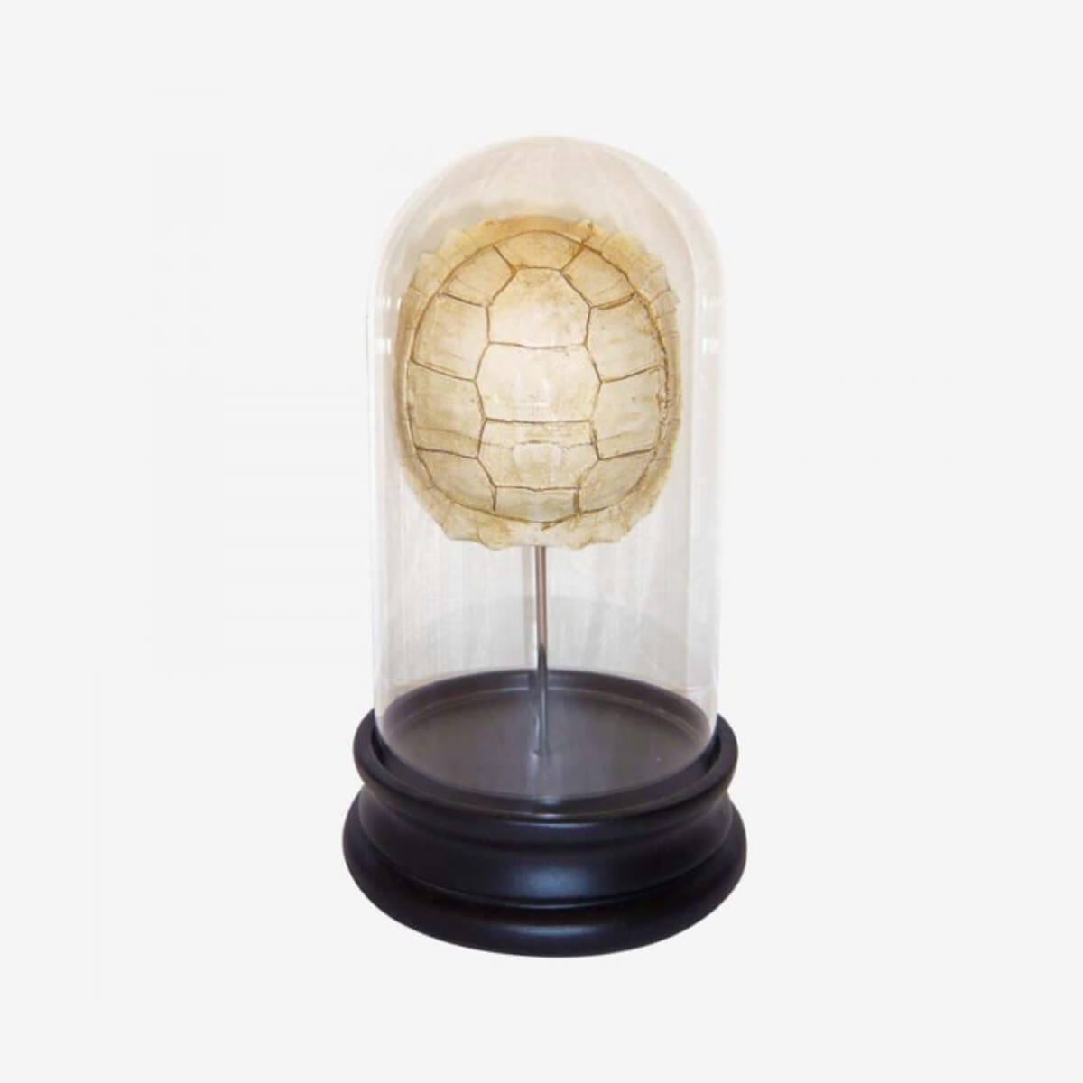 FIGURA DECORATIVA URNA CON TORTUGA 12X12X20CM